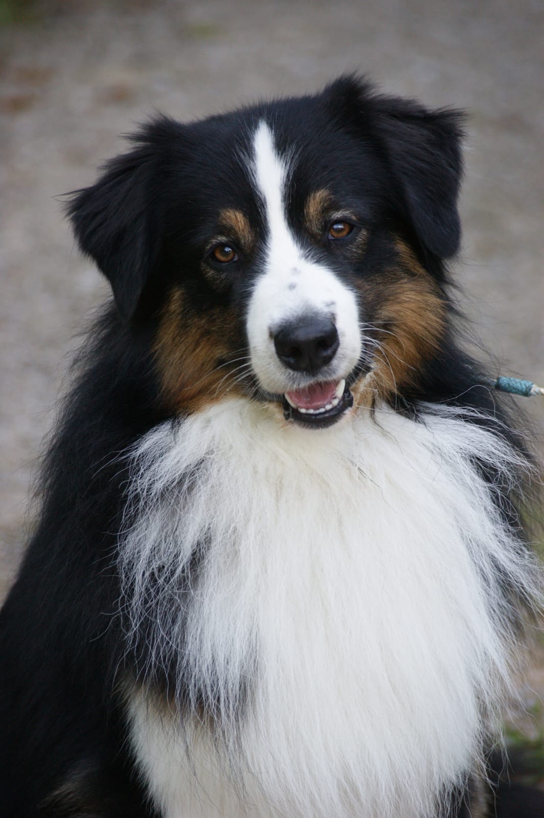 Loki5